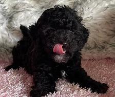 Miniature Poodle Puppy - Photo 3