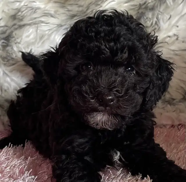 Miniature Poodle Puppy - Photo 4