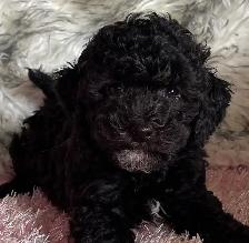 Miniature Poodle Puppy - Photo 4