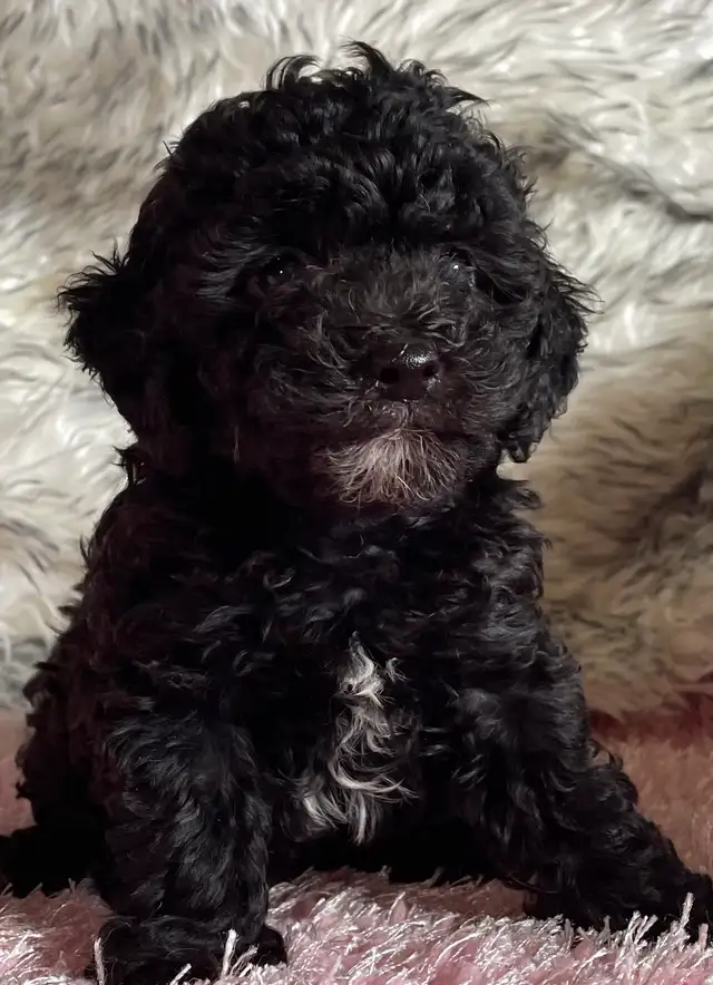Miniature Poodle Puppy - Photo 5