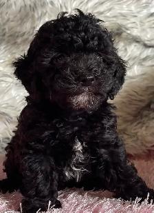 Miniature Poodle Puppy - Photo 5