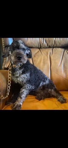 Miniature Poodle Puppy - Photo 6