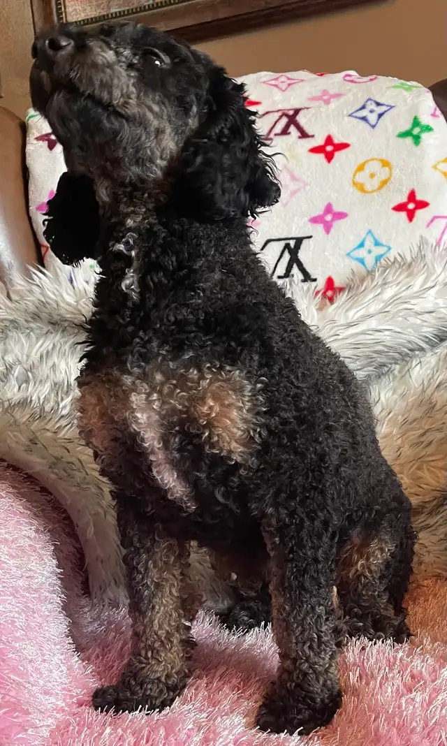 Miniature Poodle Puppy - Photo 7