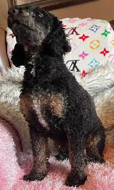 Miniature Poodle Puppy - Photo 7