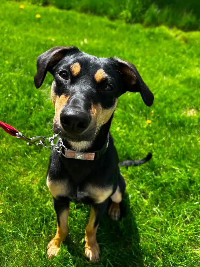 LOST DOG ON ROYAL ROAD (FREDERICTON)