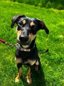 LOST DOG ON ROYAL ROAD (FREDERICTON)
