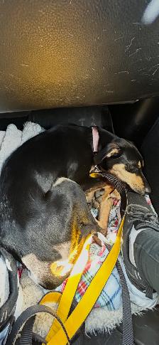 LOST DOG ON ROYAL ROAD (FREDERICTON) - Photo 2