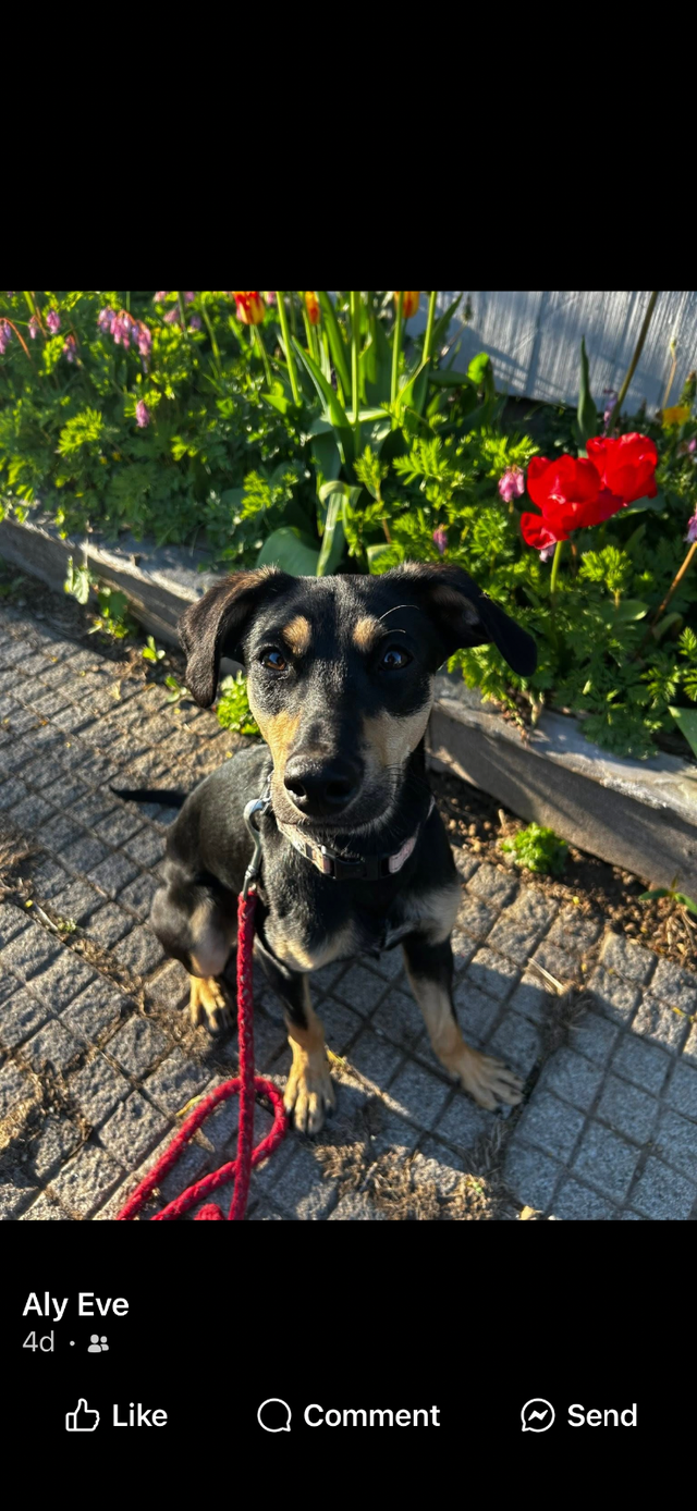 LOST DOG ON ROYAL ROAD (FREDERICTON) - Photo 3