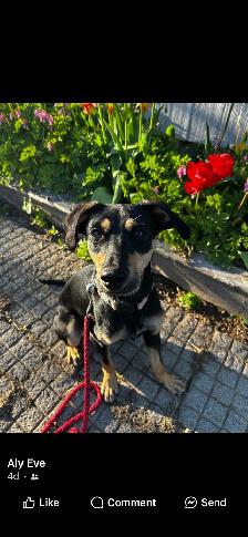 LOST DOG ON ROYAL ROAD (FREDERICTON) - Photo 3