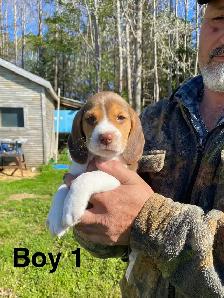 Beagle Puppues