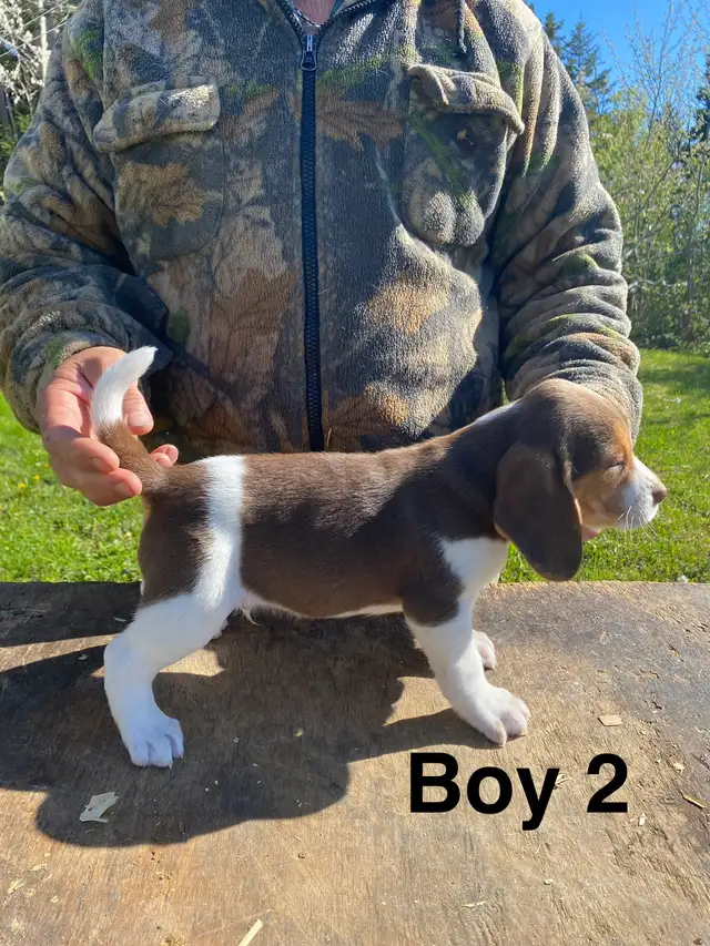 Beagle Puppues - Photo 2