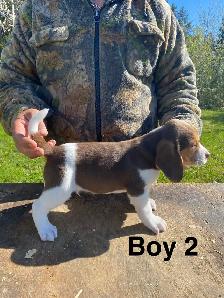 Beagle Puppues - Photo 2