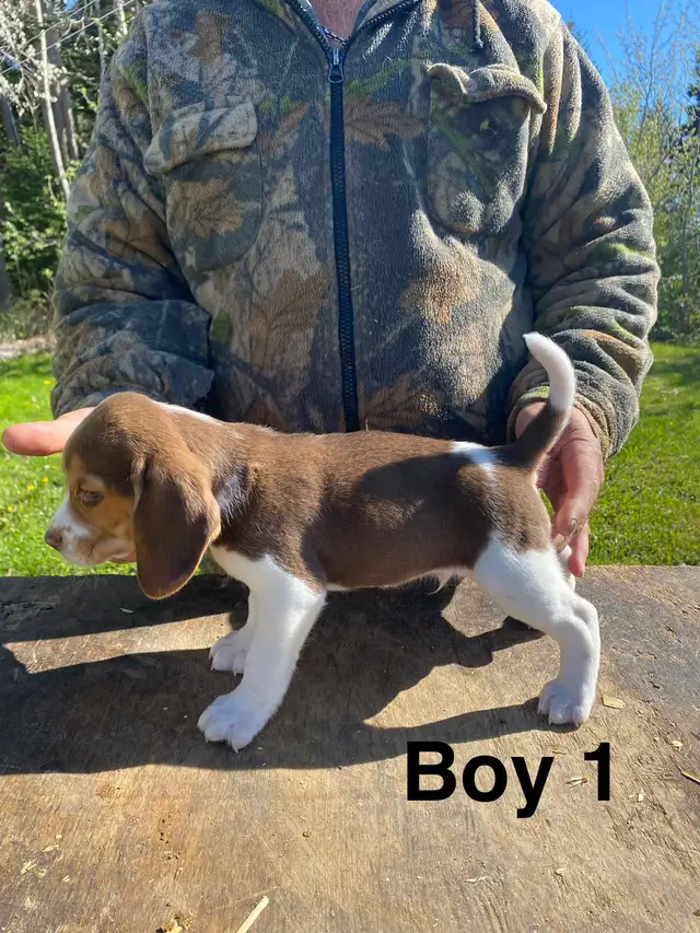 Beagle Puppues - Photo 3
