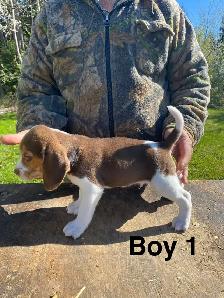 Beagle Puppues - Photo 3