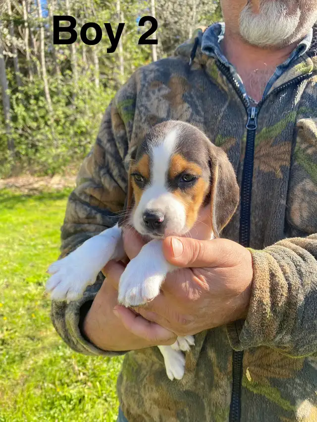 Beagle Puppues - Photo 4