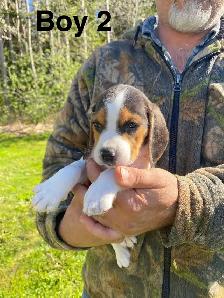 Beagle Puppues - Photo 4
