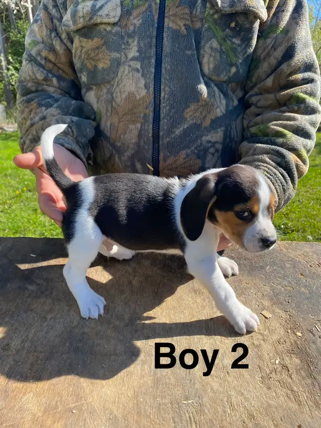 Beagle Puppues - Photo 5