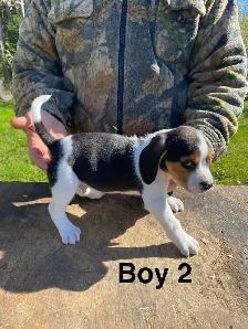 Beagle Puppues - Photo 5