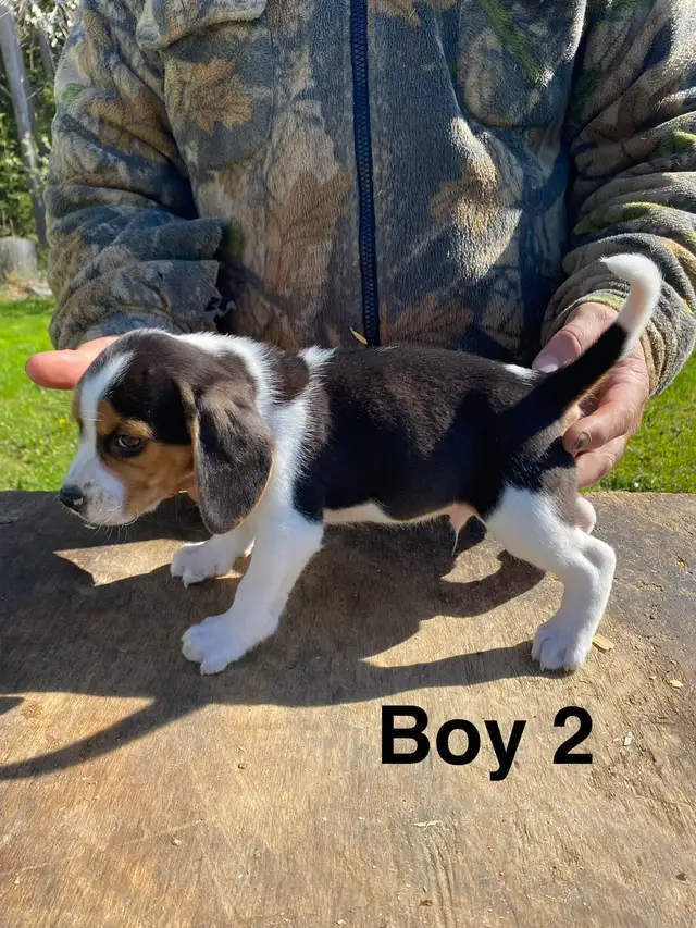 Beagle Puppues - Photo 6