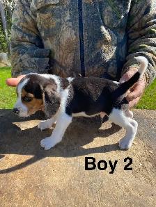 Beagle Puppues - Photo 6