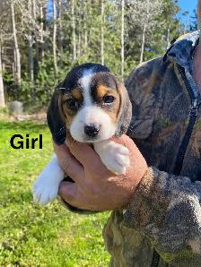 Beagle Puppues - Photo 7