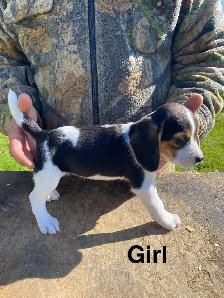 Beagle Puppues - Photo 8