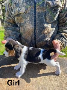 Beagle Puppues - Photo 9