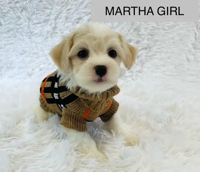 Super happy Maltipoo