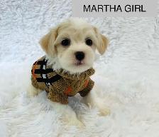 Super happy Maltipoo