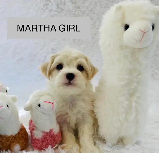 Super happy Maltipoo - Photo 2