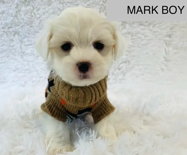 Super happy Maltipoo - Photo 3
