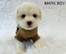 Super happy Maltipoo - Photo 3