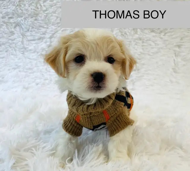 Super happy Maltipoo - Photo 4