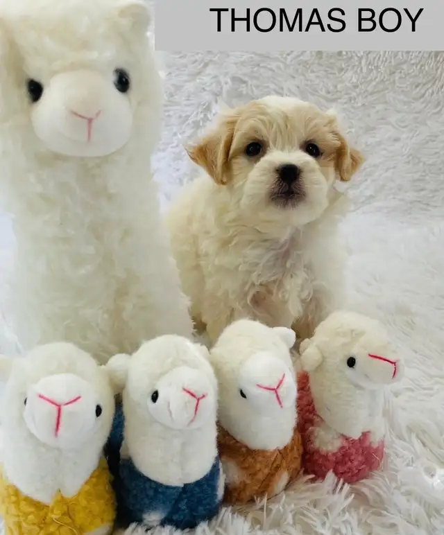 Super happy Maltipoo - Photo 5