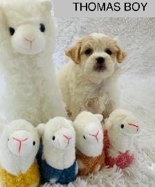 Super happy Maltipoo - Photo 5
