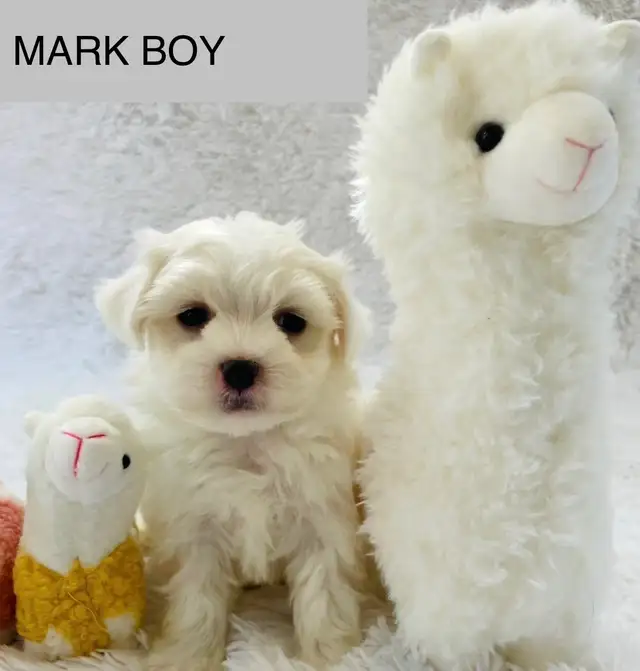 Super happy Maltipoo - Photo 6