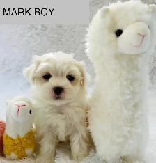 Super happy Maltipoo - Photo 6