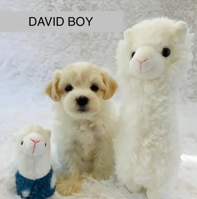 Super happy Maltipoo - Photo 7