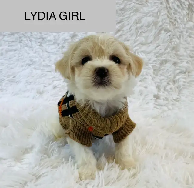 Super happy Maltipoo - Photo 8