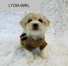 Super happy Maltipoo - Photo 8