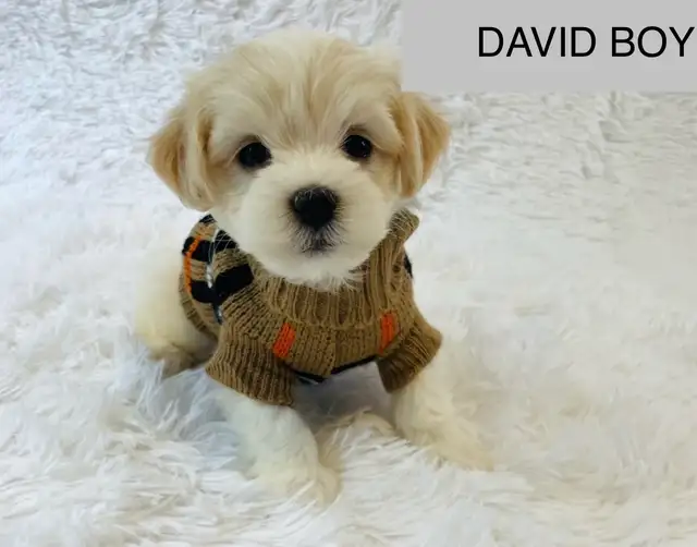Super happy Maltipoo - Photo 9
