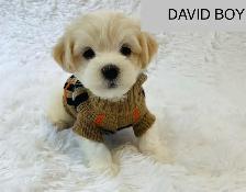 Super happy Maltipoo - Photo 9