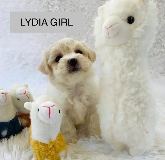 Super happy Maltipoo - Photo 10