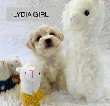 Super happy Maltipoo - Photo 10