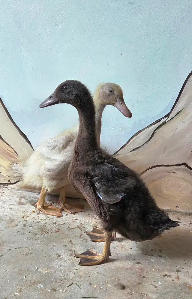 Female Young Ducks
