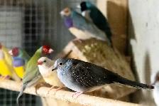 Gouldian Finch $70