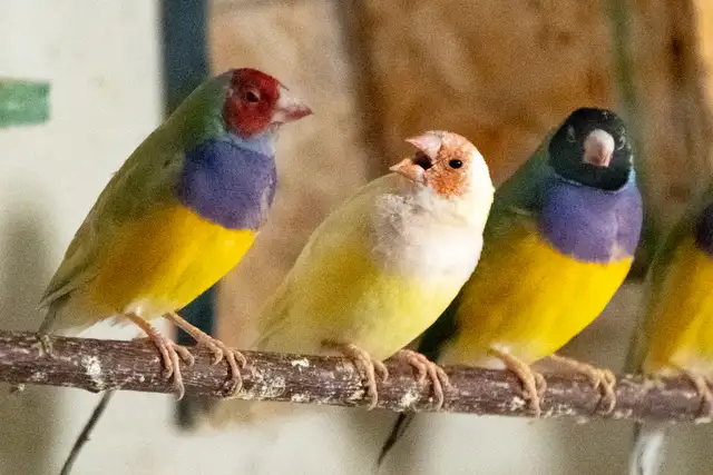 Gouldian Finch $70 - Photo 2