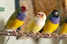 Gouldian Finch $70 - Photo 2