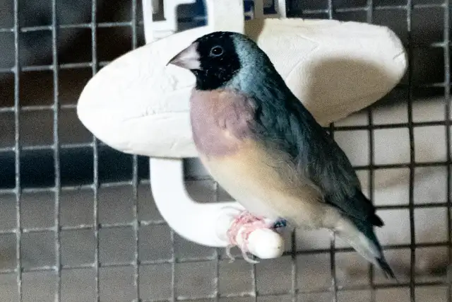 Gouldian Finch $70 - Photo 3