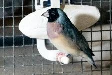 Gouldian Finch $70 - Photo 3